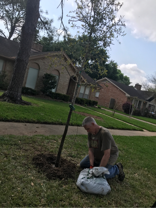 11 foot oak tree Photo 11 foot oak tree
