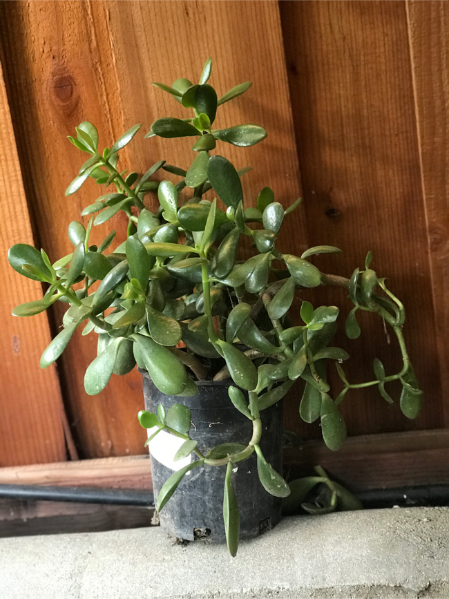 Jade Green Metallic Mercedes For Sale ZeMotor